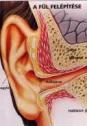 Fül-orr-gégegyógyászat